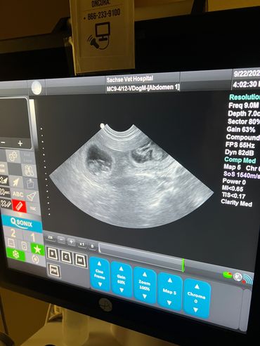 Goldendoodle puppy enjoying a bubble bath with kids.