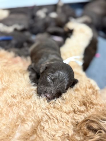 Goldendoodle snuggling with its family on the couch