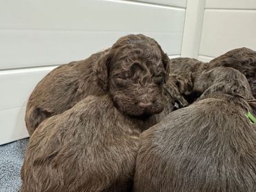 Kids feeding their Goldendoodle puppy, teaching responsibility