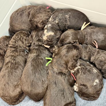 Goldendoodle puppy taking a nap on a child's lap, gentle companion