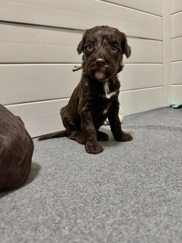 Goldendoodle sitting by the fireplace with a family, cozy moments