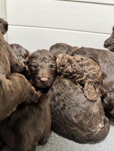 Kids reading a book to their Goldendoodle, fostering love for pets