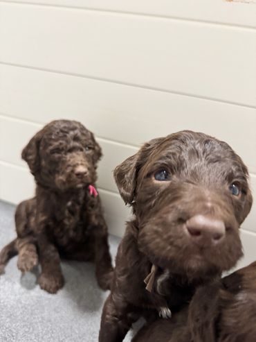 Family playing fetch with their energetic Goldendoodle at the park.