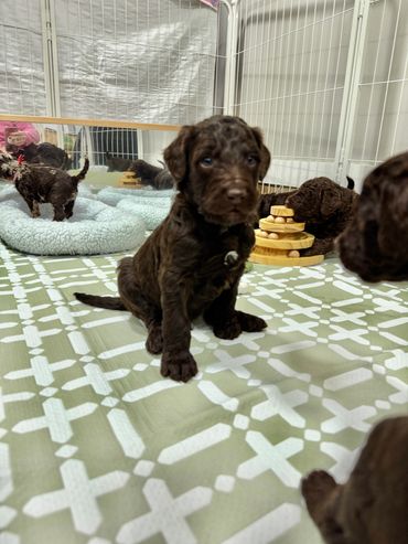 Goldendoodle walking on a leash with a family, great for outings