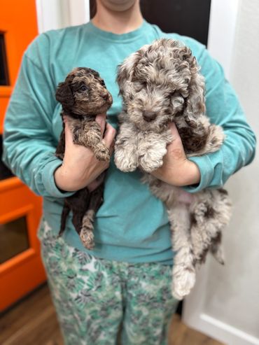 Goldendoodle puppy exploring the garden with a curious child.