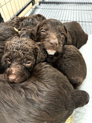 Goldendoodle puppy learning basic commands with kids, trainable