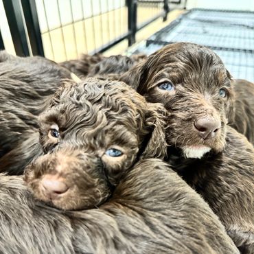 Goldendoodle interacting with children during playtime