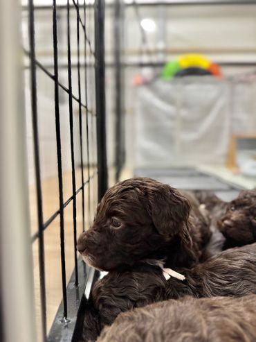 Happy Goldendoodle with a family enjoying a picnic.