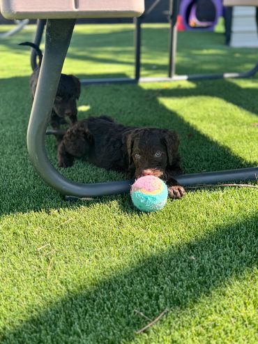 Goldendoodle puppy playing with toys, perfect for family fun.