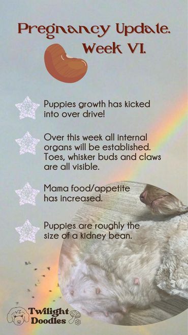 Goldendoodle wearing a festive holiday sweater.