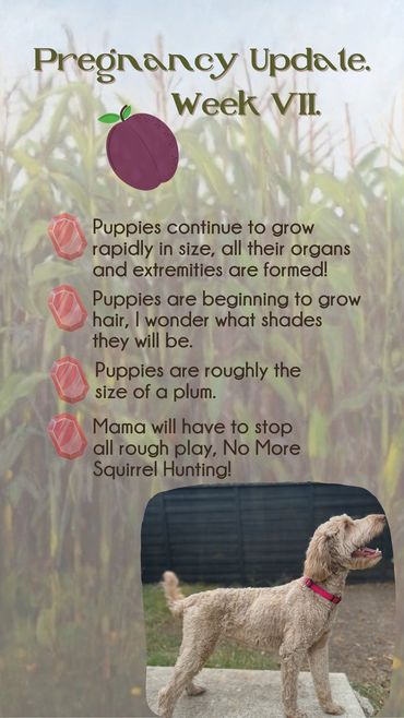 Kids taking selfies with their goldendoodle.