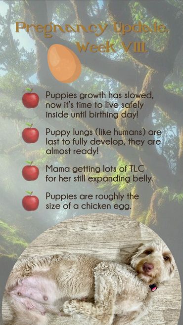 Family exploring a farmer's market with their goldendoodle.