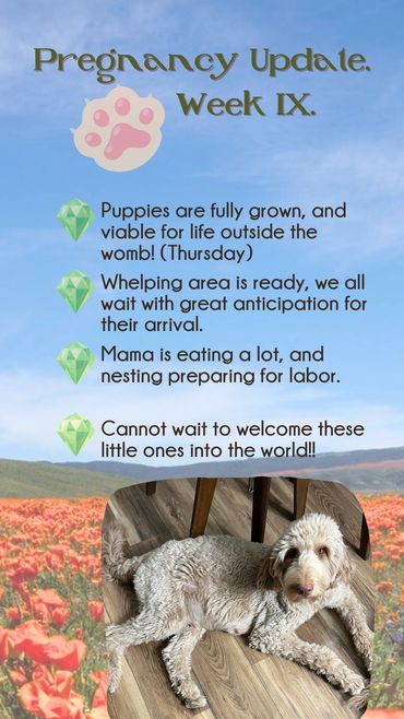 Goldendoodle being petted by children at a pet fair.