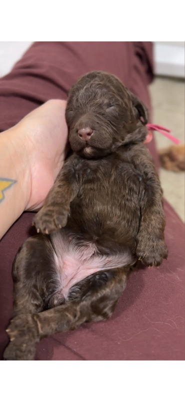 Goldendoodle playing in the snow with children, winter fun