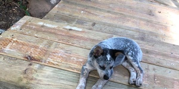 A speckled puppy lying on a wooden deck.