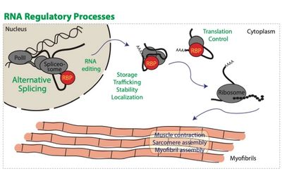 There are many steps in the processing and development of an RNA before it can be translated.