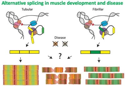 Loss of splicing factors leads to defects in muscle development and function, often causing disease.