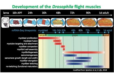 A well-characterized series of morphological events defines flight muscle development.