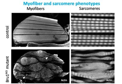 Bruno mutant fibers are lost due to sarcomere growth and hypercontraction defects.