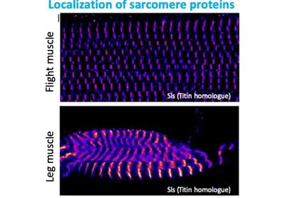 GFP-tagged fosmid lines allow monitoring of sarcomere protein levels in transgenic flies.