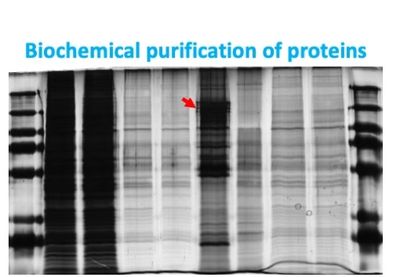 Immunoprecipitation of CHERP from mouse myoblast C2C12 cells.