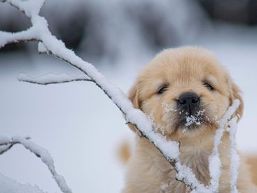 Just Behaving Golden Retrievers. Golden Retriever Puppy in the snow.