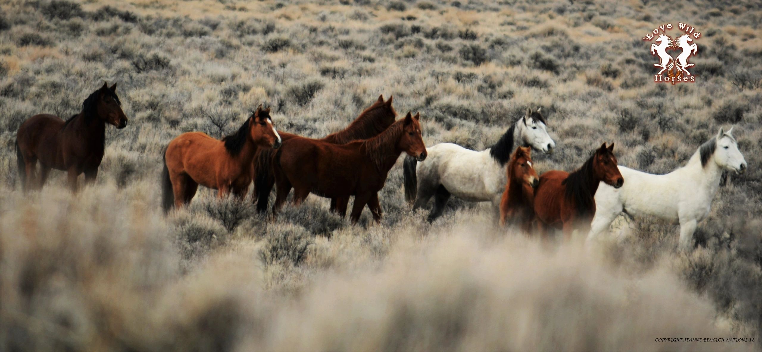 Save Wild Horses - Lovewildhorses.org