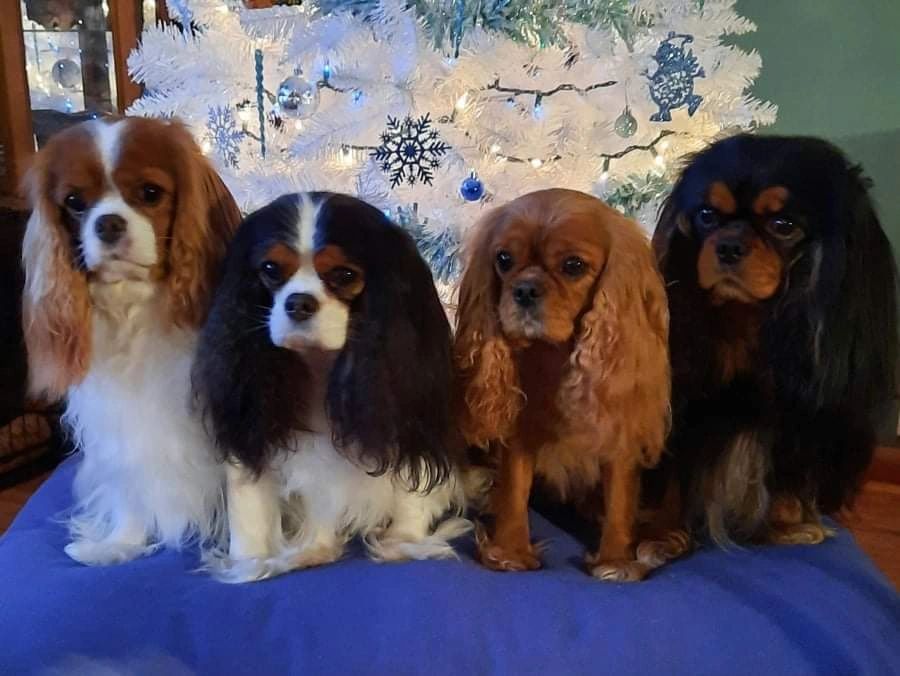 Cavalier King Charles Spaniels All Four Colors 2021