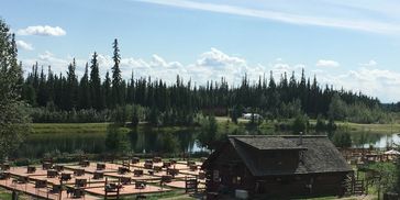 Huskies in summer training.
