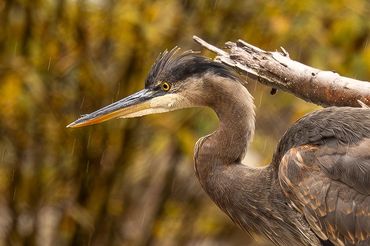 Great blue heron