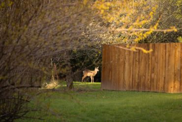 A deer stands near a wooden fence in a sunlit clearing.