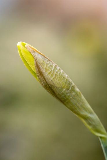 Close-up of a yellow flower bud about to bloom.