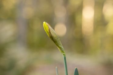 A close-up of a yellow flower bud against a blurred natural background.