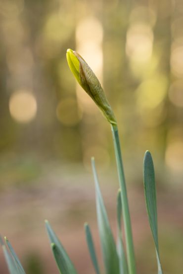 A single yellow flower bud beginning to bloom with green leaves around it.