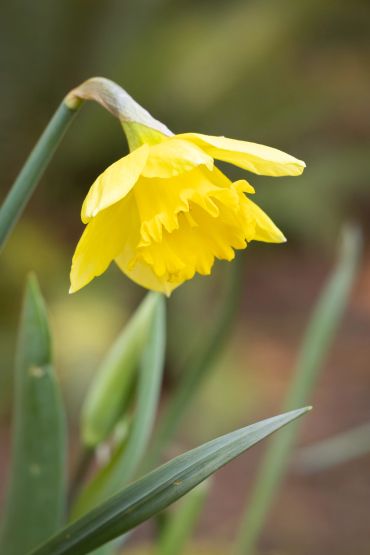 Close-up of a vibrant yellow daffodil flower in bloom.