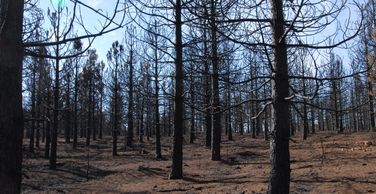 Plantation with 100% mortality burned in the 2014 King Fire in El Dorado County, California 