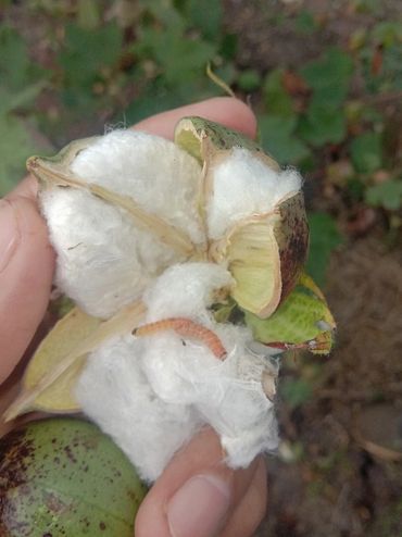 Cotton Bollworm