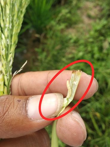 Scirpophaga Incertulas, Paddy or Rice Stem Borer