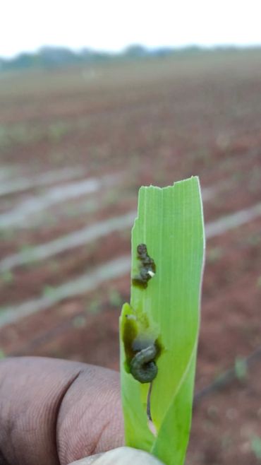 Spodoptera Frugiperda, Fall Armyworm