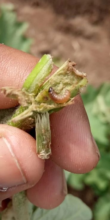 Leucinodes Orbonalis, Eggplant Fruit and Shoot Borer