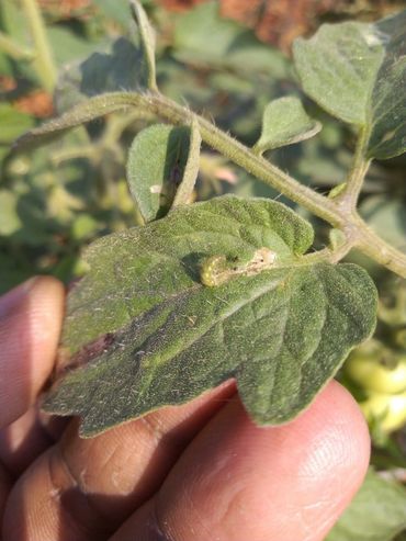 Tomato Pinworm, Tuta Absoluta