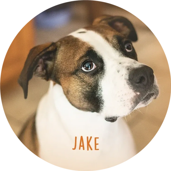 Jake. Boxer mix. Rescue. Model for KYS. 