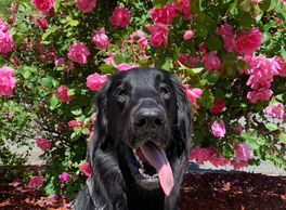 Counseling with a dog in Charlotte, NC. Therapy dog near me. Comforting dog in therapy.