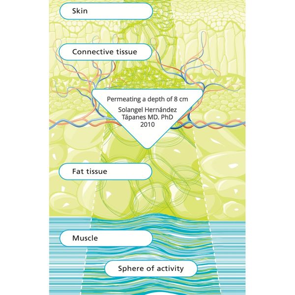 the structure of the skin.
