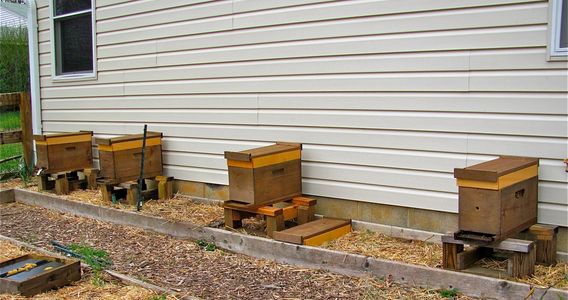 Several small starter hives in a local yard