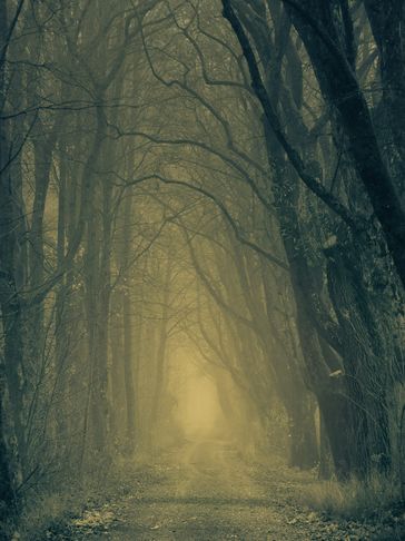 A foggy woodland path