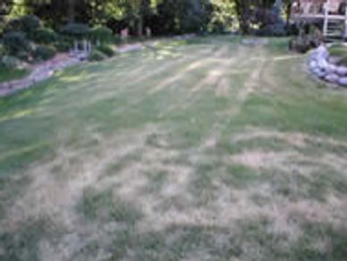 Moderate Lawn Fungus Disease with Mower Tracks 