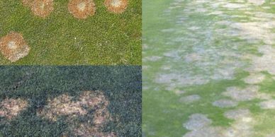 keep  your eyes out for different types of snow mold in your lawn