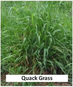 Picture of Quack grass
