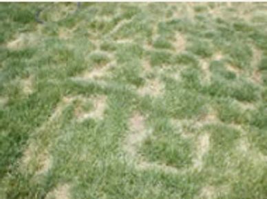 Severe Lawn Fungus Disease.  Brown circles Dying Grass.